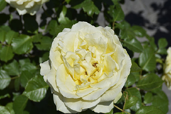 ���ɫ�¼���