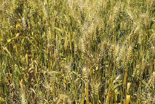 ���ƵĶ���