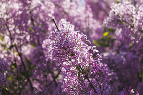 ��ɫ���㻨Զ��