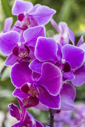 ��ɫ������