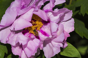 ��ɫĵ����