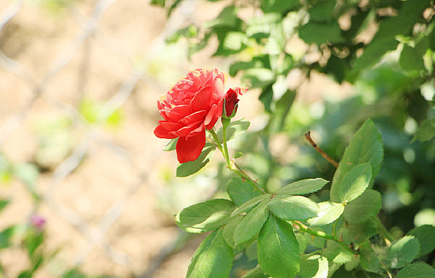 ��ɫ�¼���