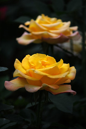 ��ɫ˫����¼�