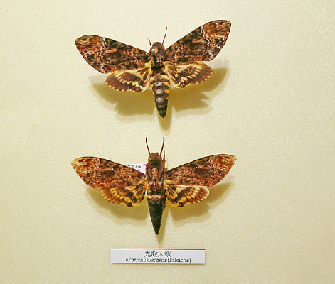 �������������걾