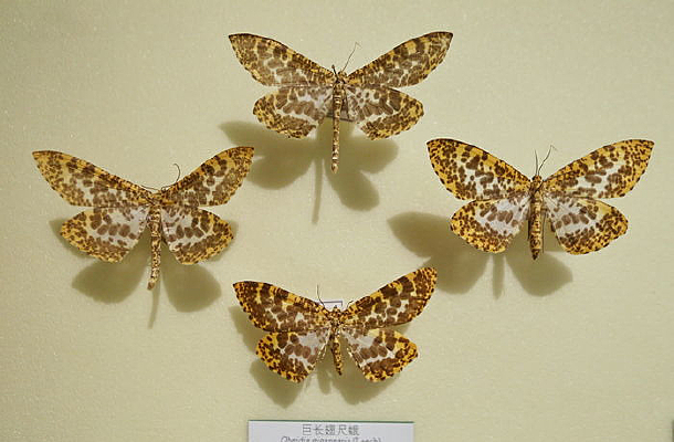 �������޳���߶�걾