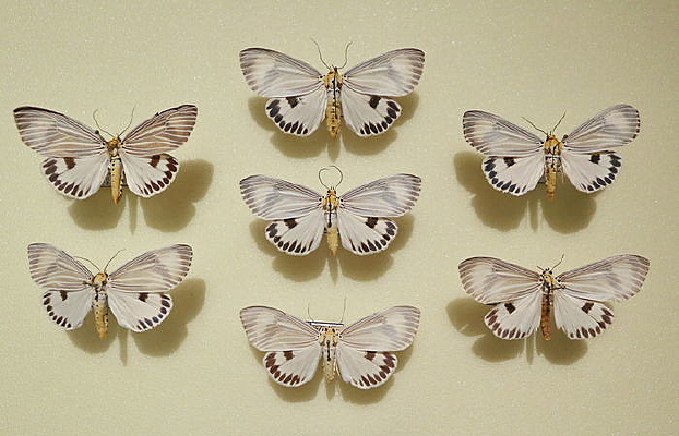 �����������ƶ�걾