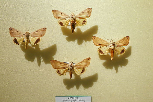 �������ͬ��ťҹ��걾