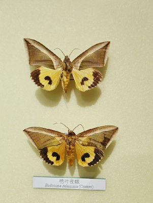 ���������Ҷҹ��걾