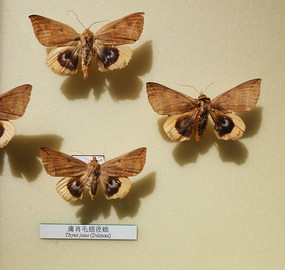 �������ӹФë��ҹ��걾