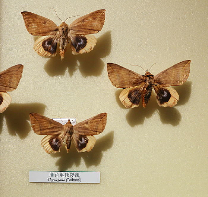 �������ӹФë��ҹ��걾