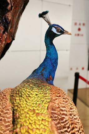 ����ȸ�ı걾