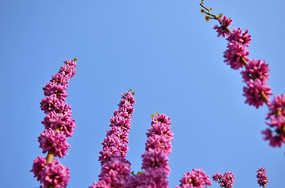 �������������Ͼ���֦