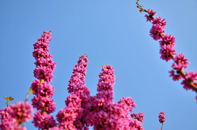 �������������Ͼ���֦