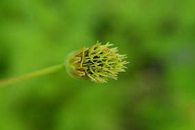 ��ɫ�Ļ���