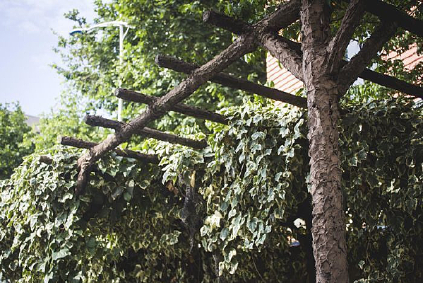 ������ֲ�Ļ���