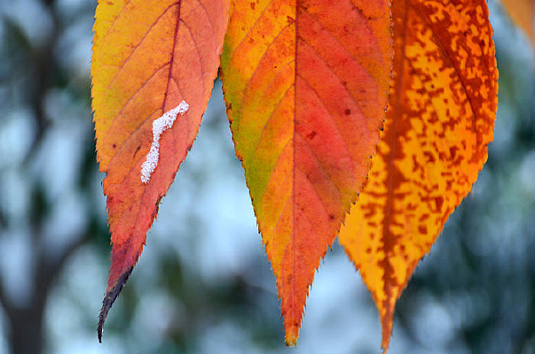 ��Ƭ���л�ѩ�ĺ�Ҷ