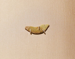 �̳����渾��Ĺ��������Ƭ