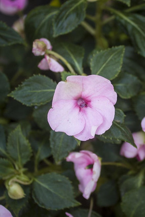 ʢ���ĺ�ɫ���ɻ�