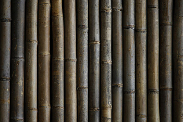 ���Ʊ���