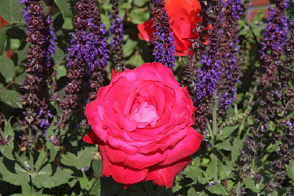 ޹�²��е��¼�