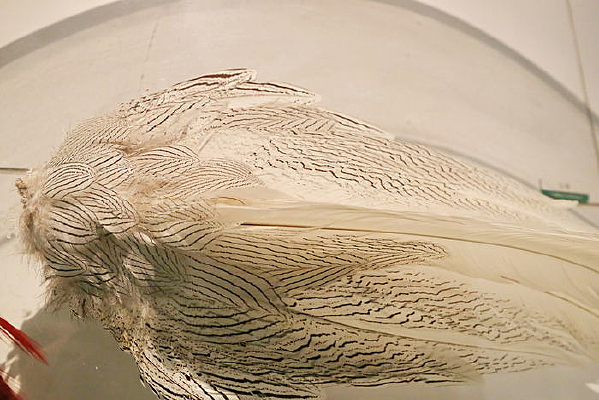 ��ϡ���������ë