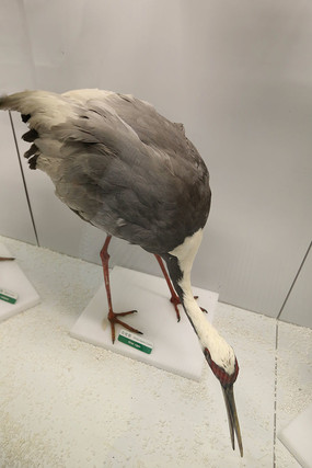 ��ϡ��������ޱ걾