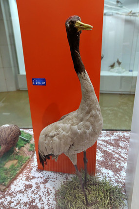 ��ϡ����ھ��ױ걾