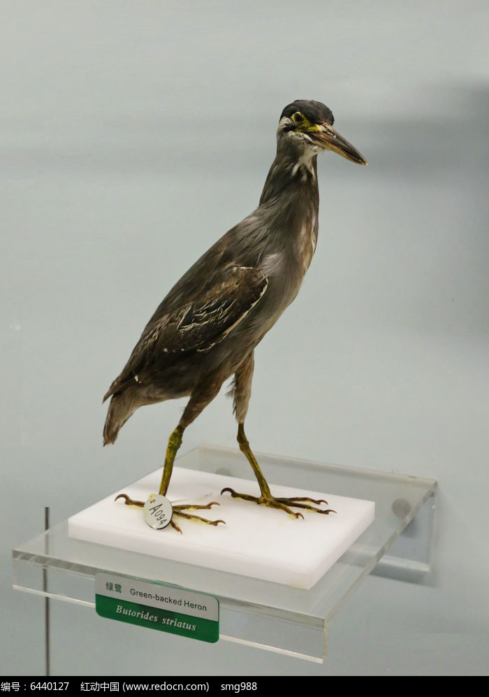 珍稀鸟类绿鹭的标本