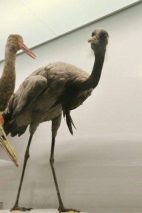 ��ϡ��������ױ걾