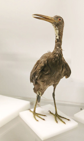 ��ϡ�������ر걾