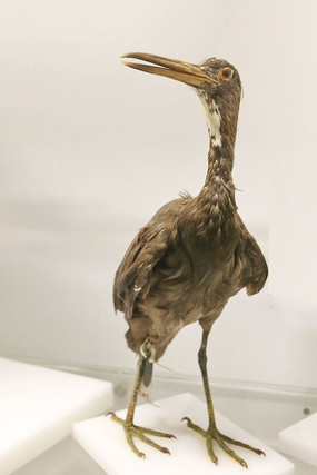 ��ϡ�������ر걾