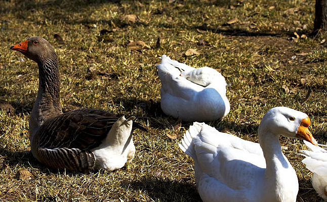 ���ĵ�˯��