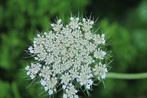 ��Ҷ��ֲ���ë����