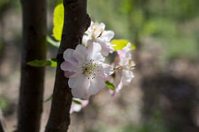 �ۺ�ɫ�ĺ��Ļ�