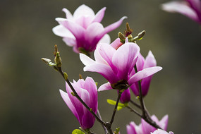 �ۺ�������