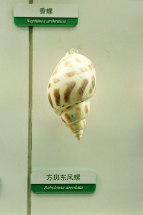 �����෽�߶����ݱ걾