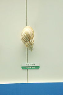 �����ֲ��