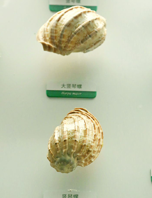 �����������ݵı걾