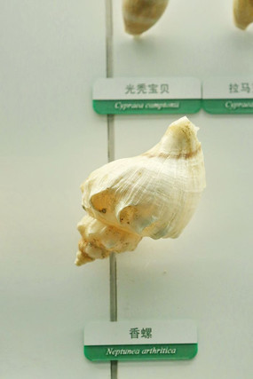 ���������ݱ걾