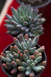 ��ͷǧ����