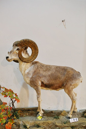 卷角山羊标本