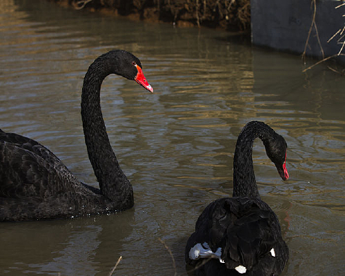 ��ֻ�����