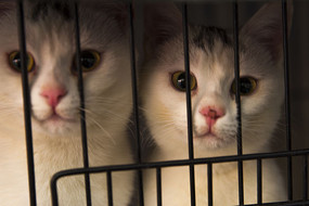 ��ֻ�ɰ���è��