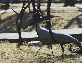 ��ֻ���ߵĲ���