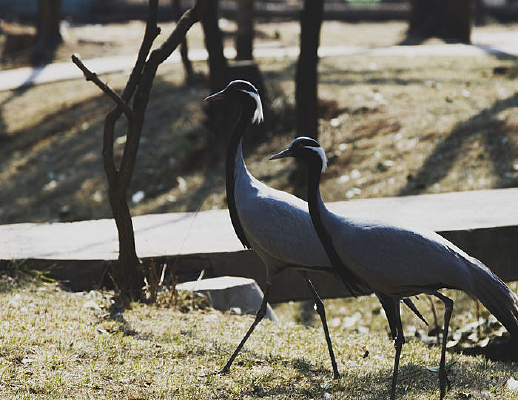 ��ֻ���ߵĲ���