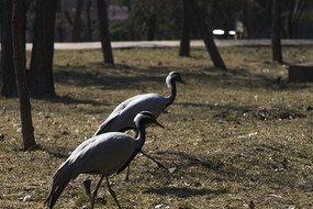 ��ֻѰʳ�Ĳ���