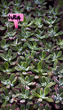 ��������ĺ��ö�