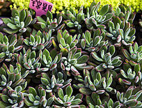 ��������Ľ��λ�