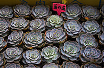 �����������ʯ��