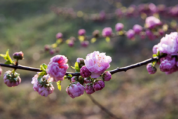 �峿����е���Ҷ÷